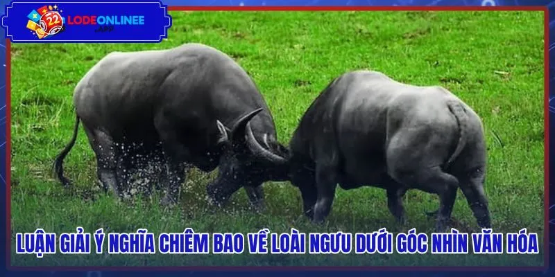 Ý nghĩa văn hóa cùng điềm báo tâm lý qua giấc mộng