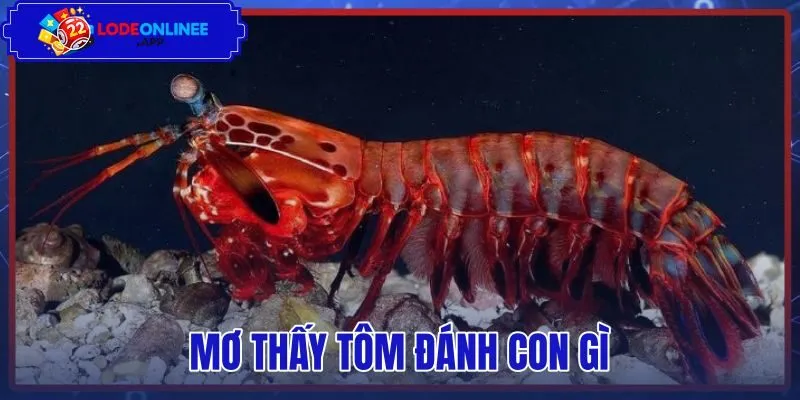 Mơ Thấy Tôm Đánh Con Gì - Tra Sổ Mơ Và Bảng Số Chuẩn